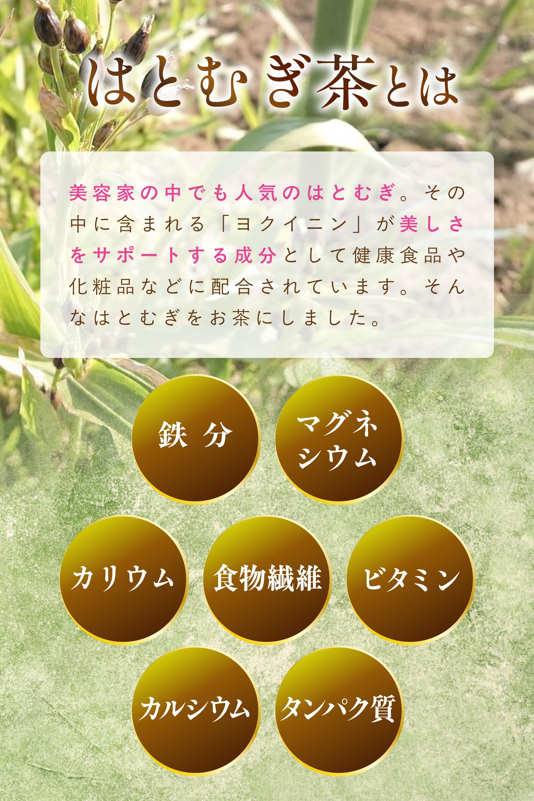 【通常購入】 はとむぎ茶