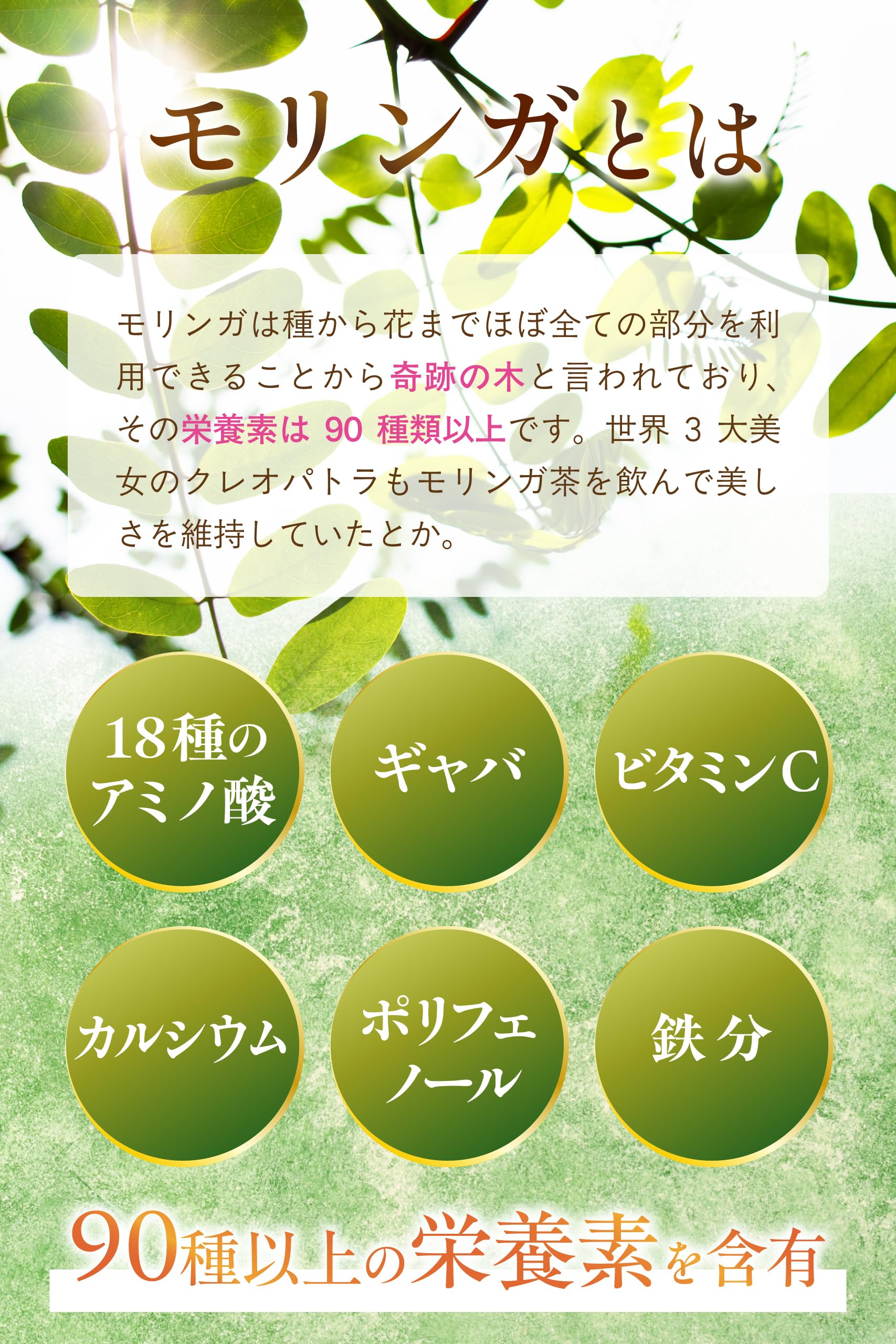 【通常購入】 モリンガ茶