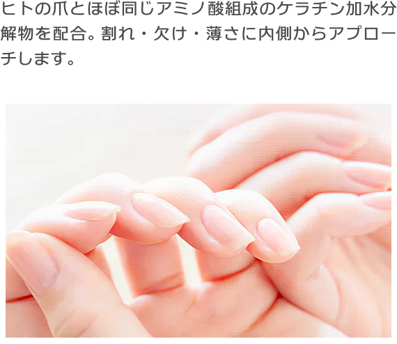 ヒトの爪とほぼ同じアミノ酸組成のケラチン加水分解物を配合。割れ・欠け・薄さに内側からアプローチします。