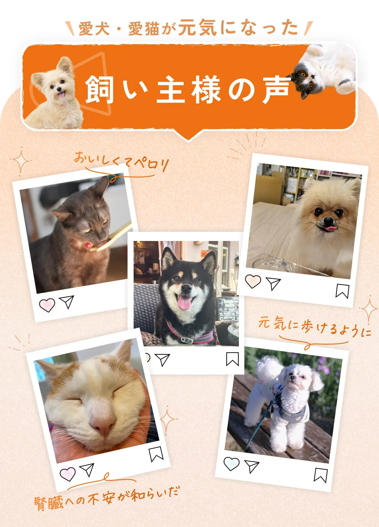 愛犬・愛猫が元気になった飼い主様の声・おいしくてペロリ・元気に歩けるように・腎臓への不安が和らいだ