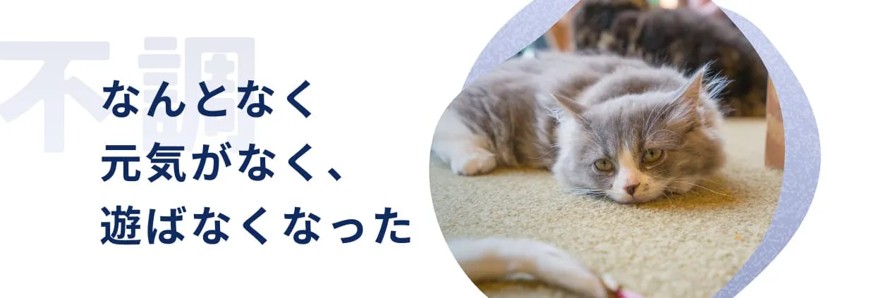 なんとなく元気がなく、遊ばなくなった