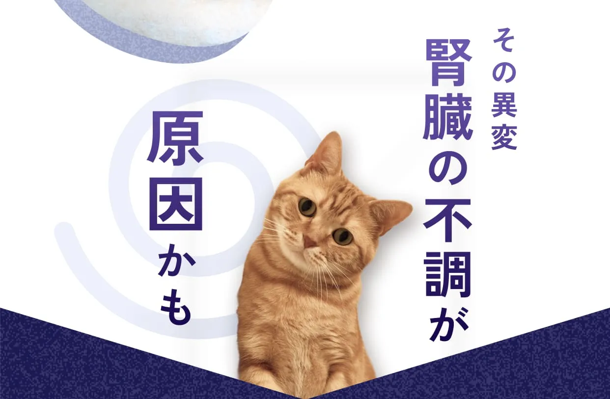 その異変腎臓の不調が原因かも