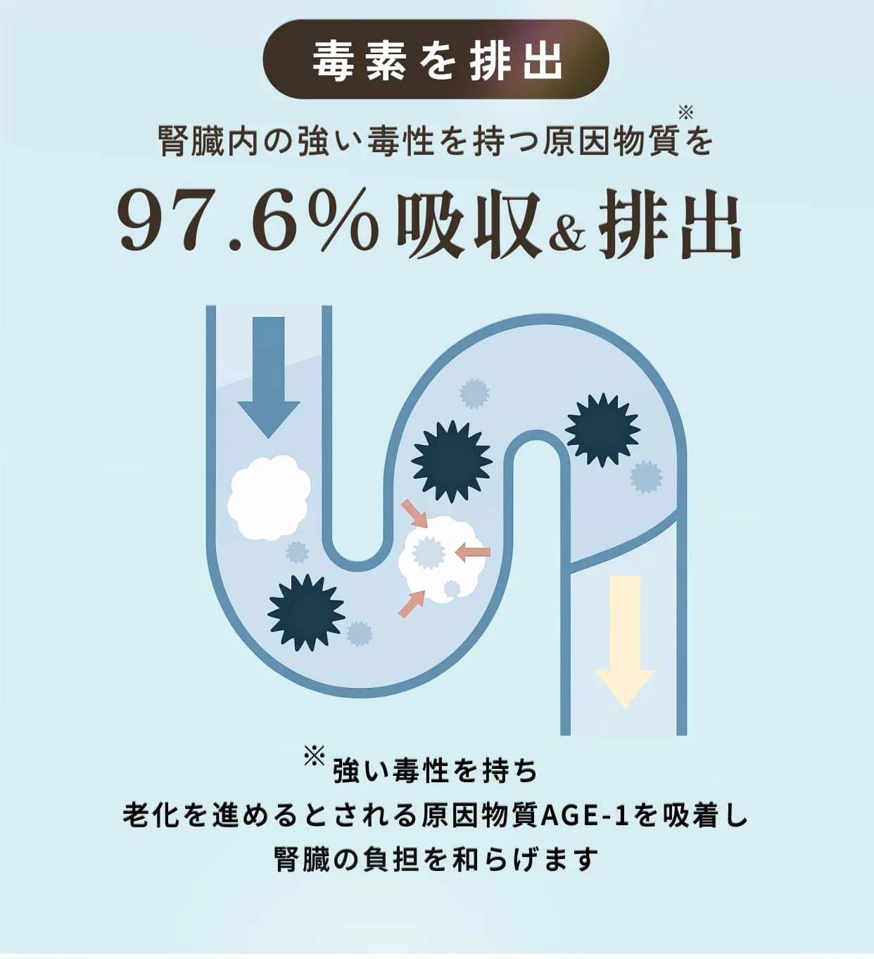 毒素を排出・腎臓内の強い毒性を持つ原因物質を97.6%吸収＆排出※強い毒性を持ち老化を進めるとされる原因物質AGE-1を吸着し腎臓の負担を和らげます