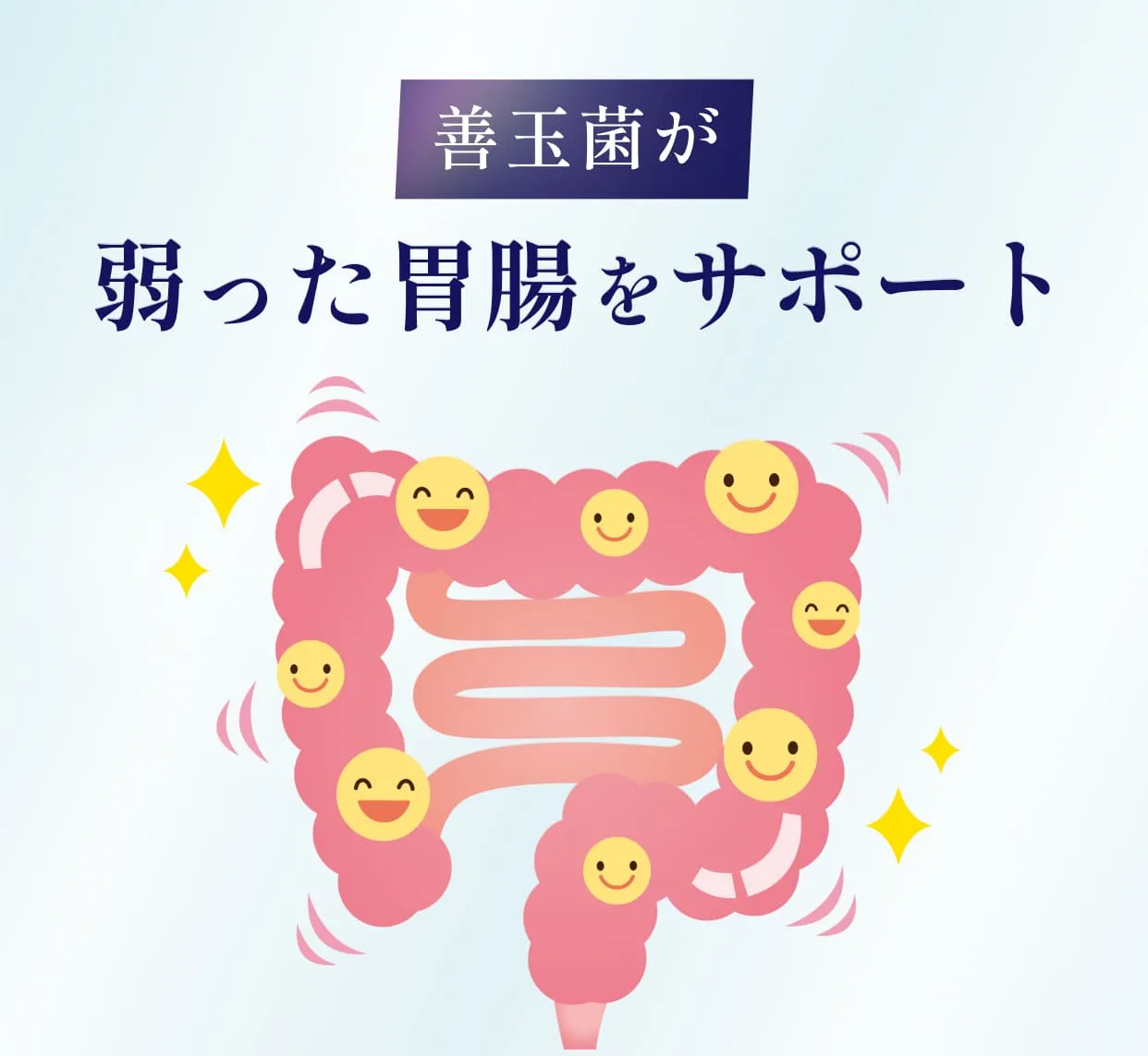善玉菌が弱った胃腸をサポート