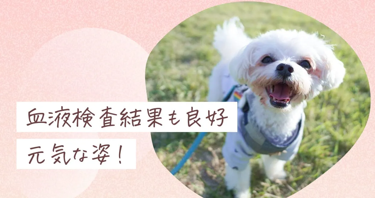血液検査結果も良好元気な姿！