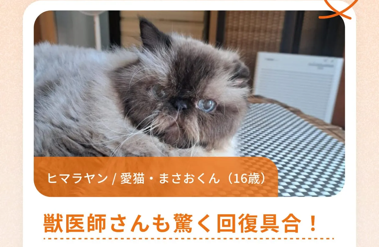 ヒマラヤン / 愛猫・まさおくん（16歳）獣医師さんも驚く回復具合！