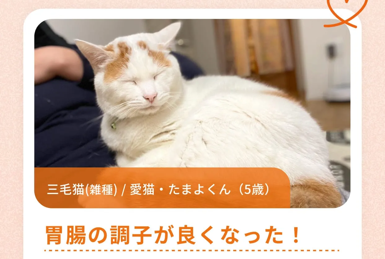 三毛猫(雑種) / 愛猫・たまよくん（5歳）胃腸の調子が良くなった！