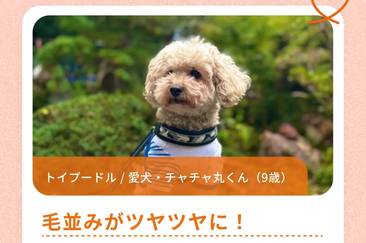 トイプードル / 愛犬・チャチャ丸くん（9歳）毛並みがツヤツヤに！