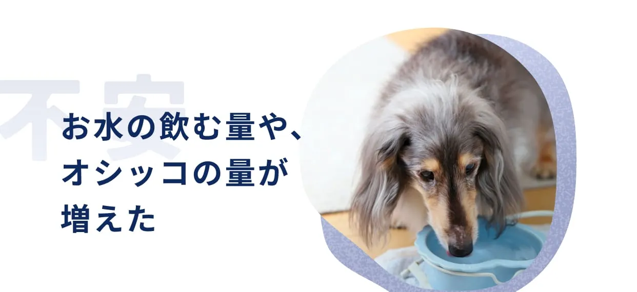 お水の飲む量や、オシッコの量が増えた