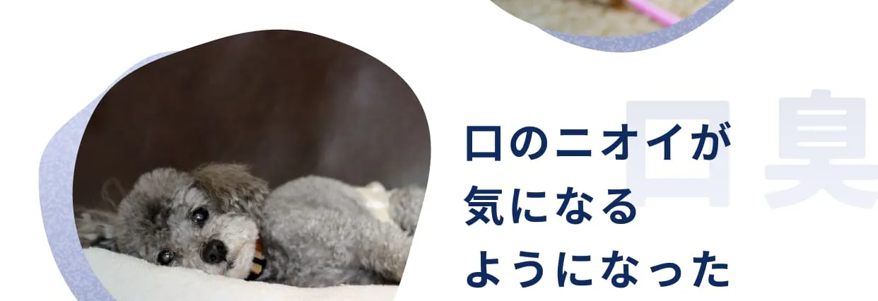 口のニオイが気になるようになった