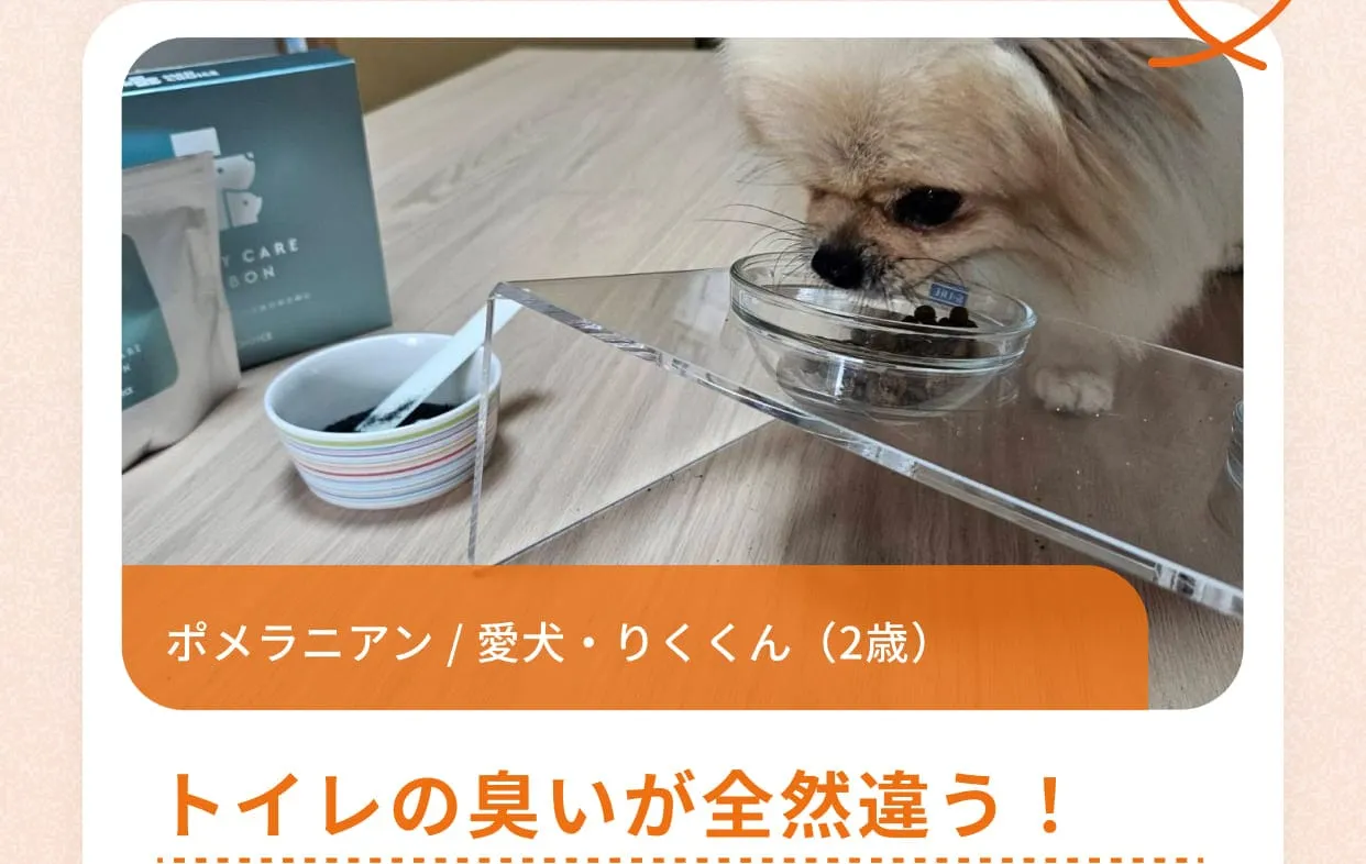 ポメラニアン / 愛犬・りくくん（2歳）トイレの臭いが全然違う！