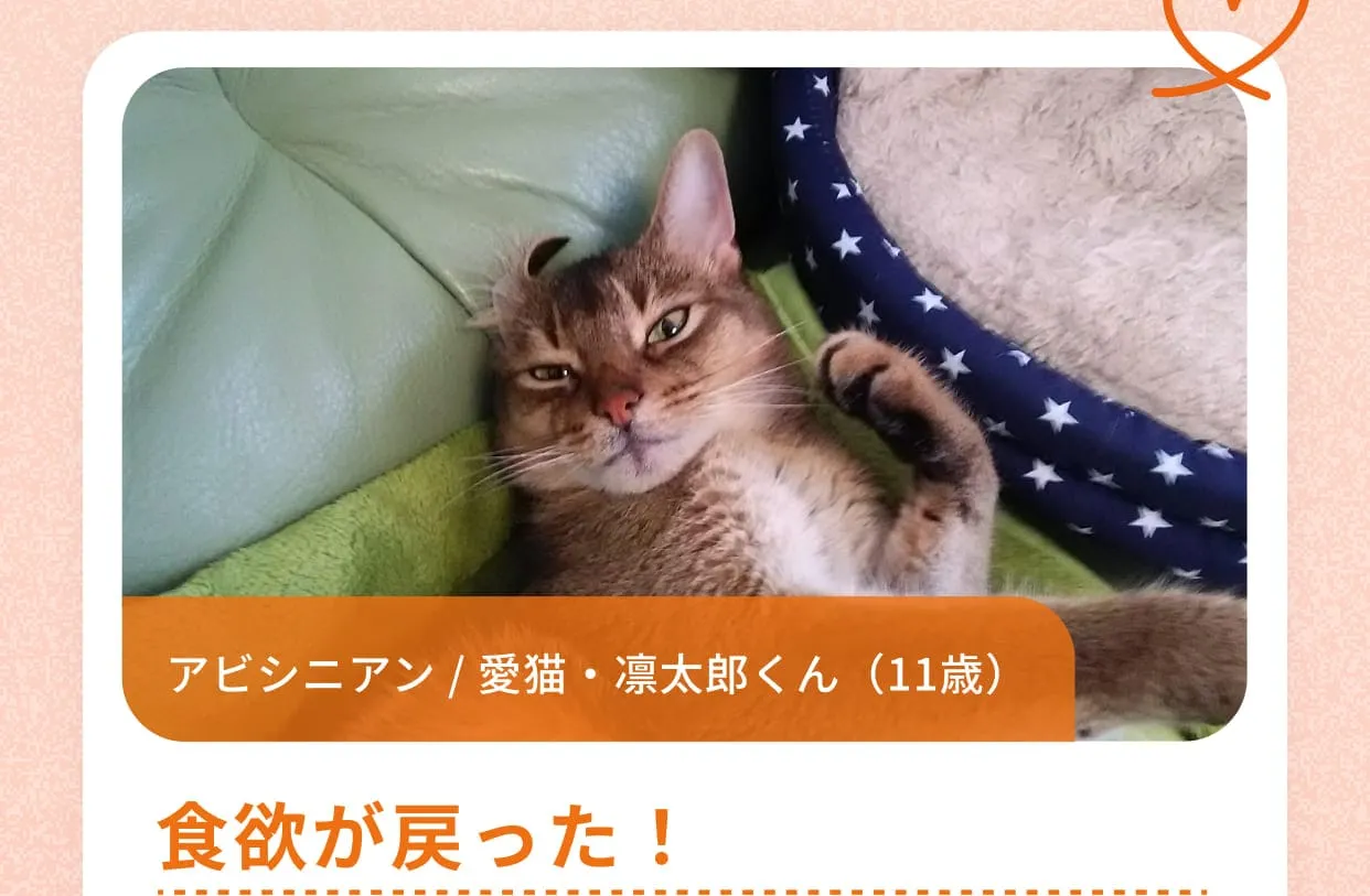 アビシニアン / 愛猫・凛太郎くん（11歳）食欲が戻った！