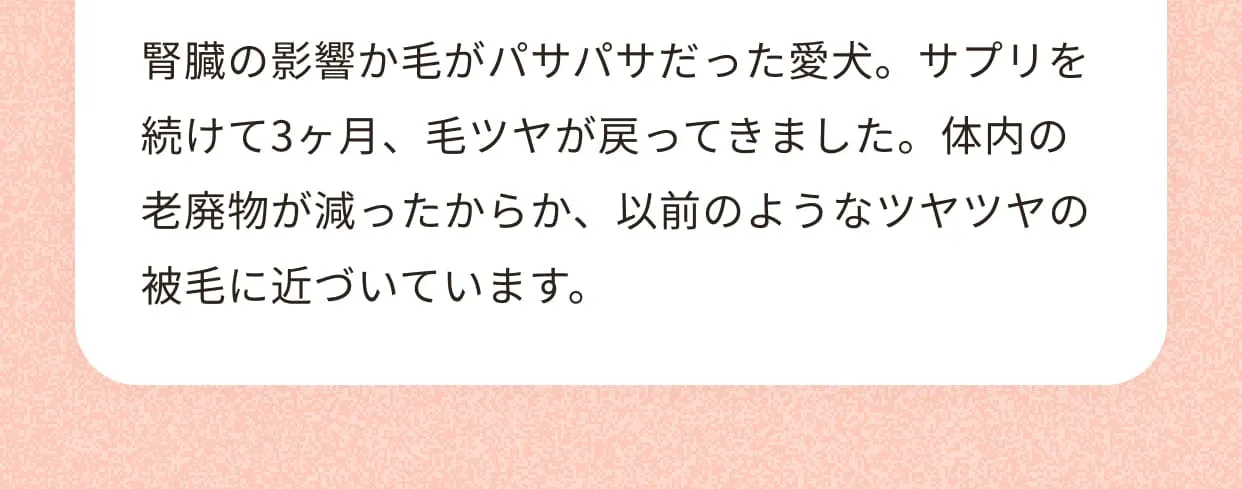 腎臓の影響か毛がパサパサだった愛犬。サプリを続けて3ヶ月、毛ツヤが戻ってきました。体内の老廃物が減ったからか、以前のようなツヤツヤの被毛に近づいています。