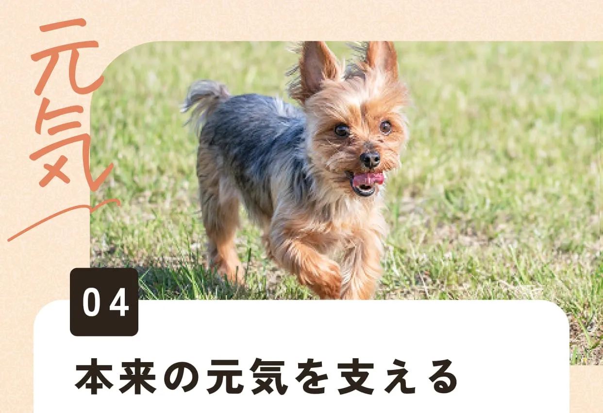 04.本来の元気を支える