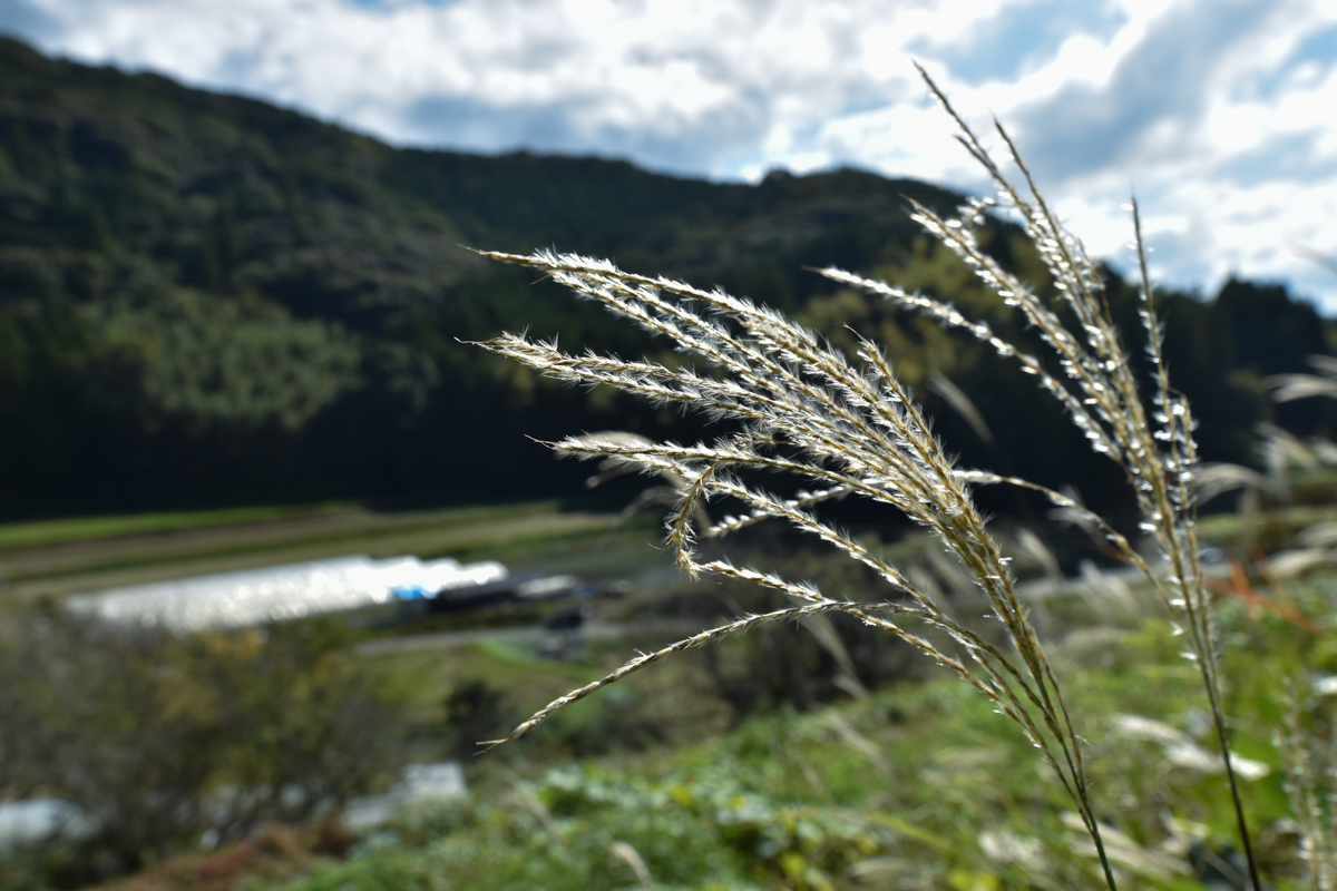 ススキ越しに望む、和水町の風景