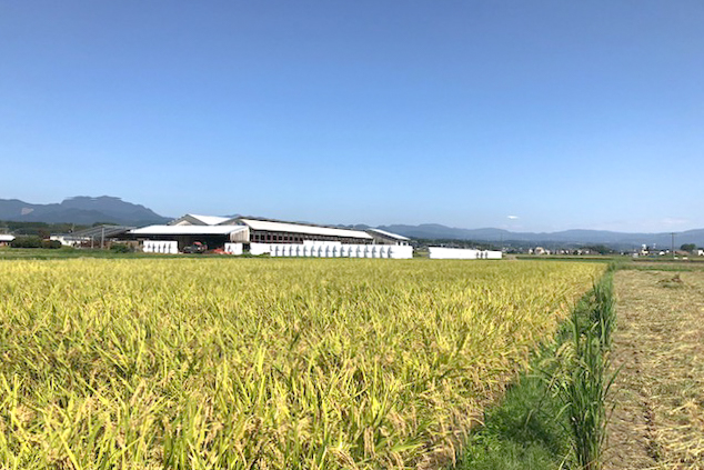実りの時期の田んぼと、その先に建つSaigoの牛舎