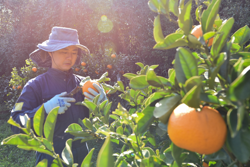 ＜再入荷待ち＞ 有機栽培 八朔(はっさく)｜12〜15個
