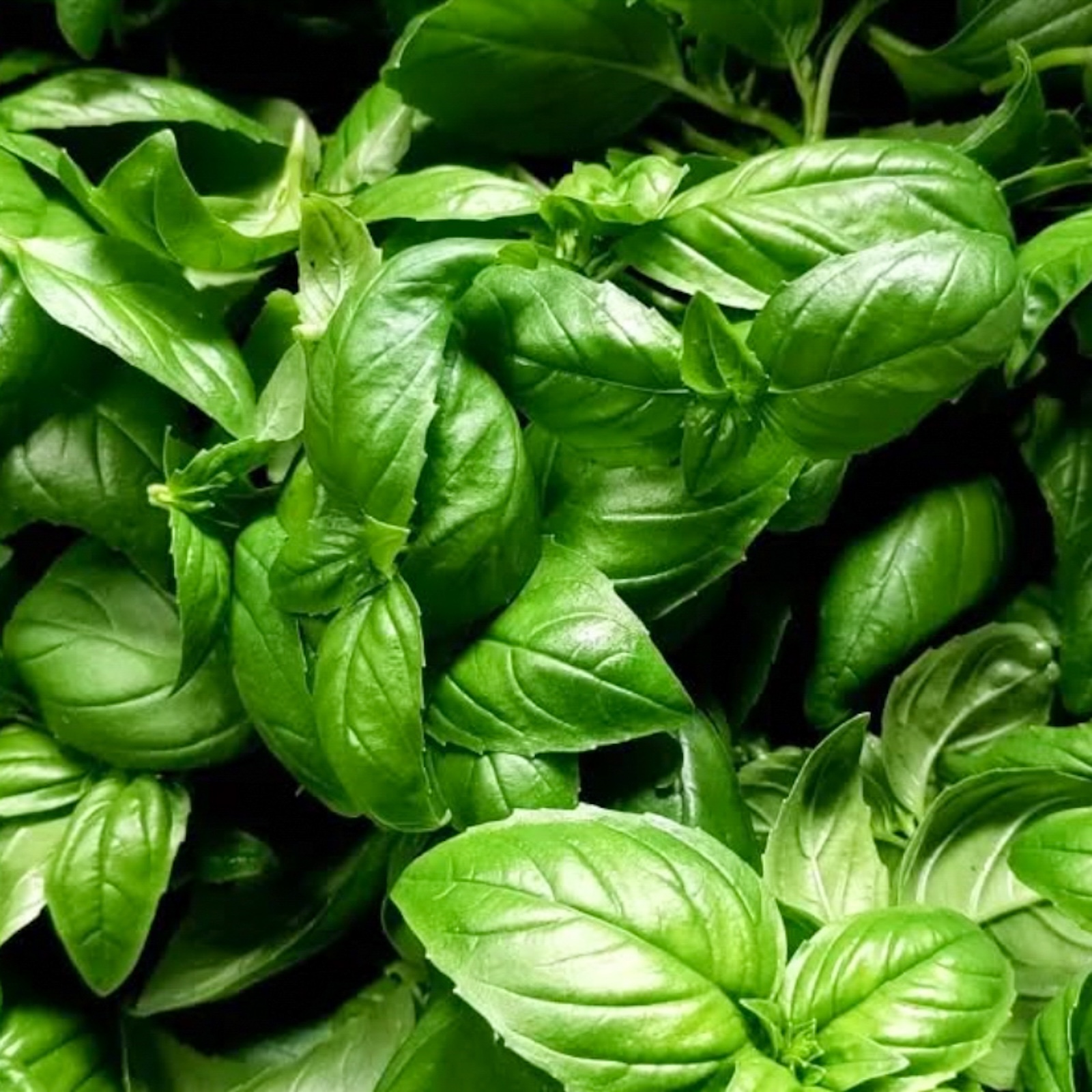 【月替わりおまかせ】旬の野菜の詰め合わせ VEGE BOX｜Lサイズ