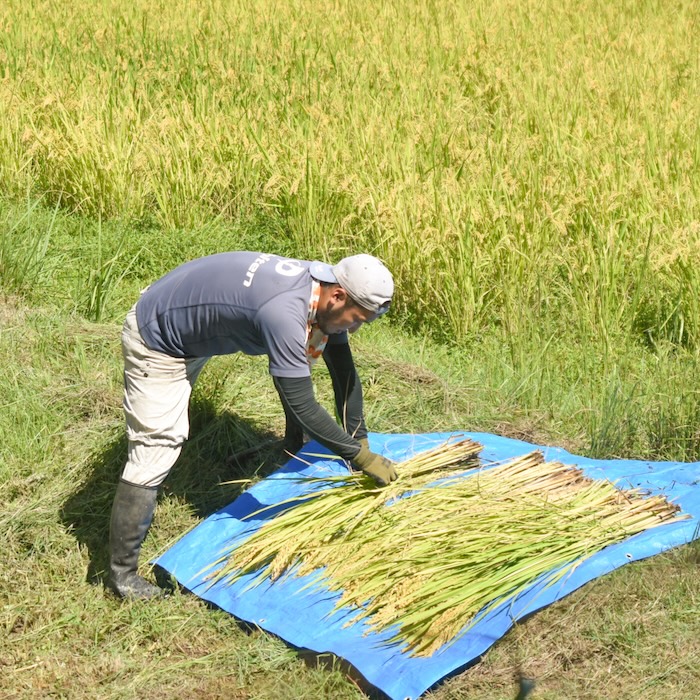 〈令和8年産〉自然栽培 「岡山朝日米」｜白米 27kg