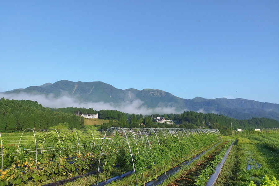 有機栽培 南阿蘇の旬野菜セット