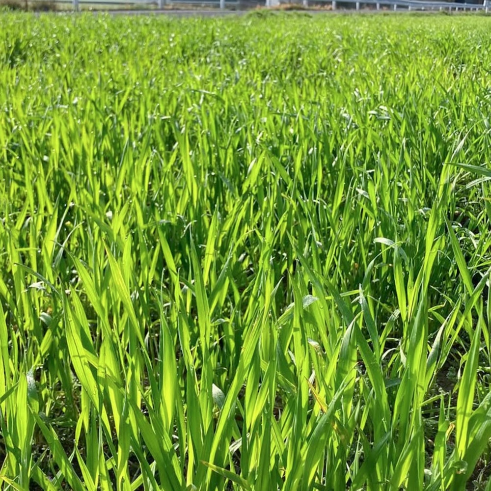 自然栽培 小麦粉｜500g