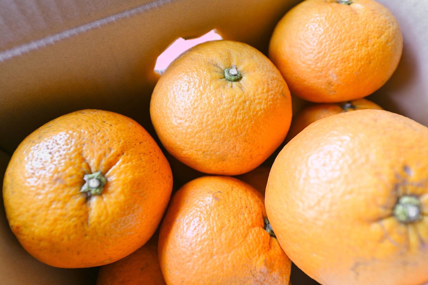 ＜再入荷待ち＞ 自然栽培 紅甘夏｜10kg