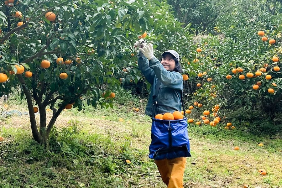 ＜再入荷待ち＞ 自然栽培 紅甘夏 規格外｜10kg