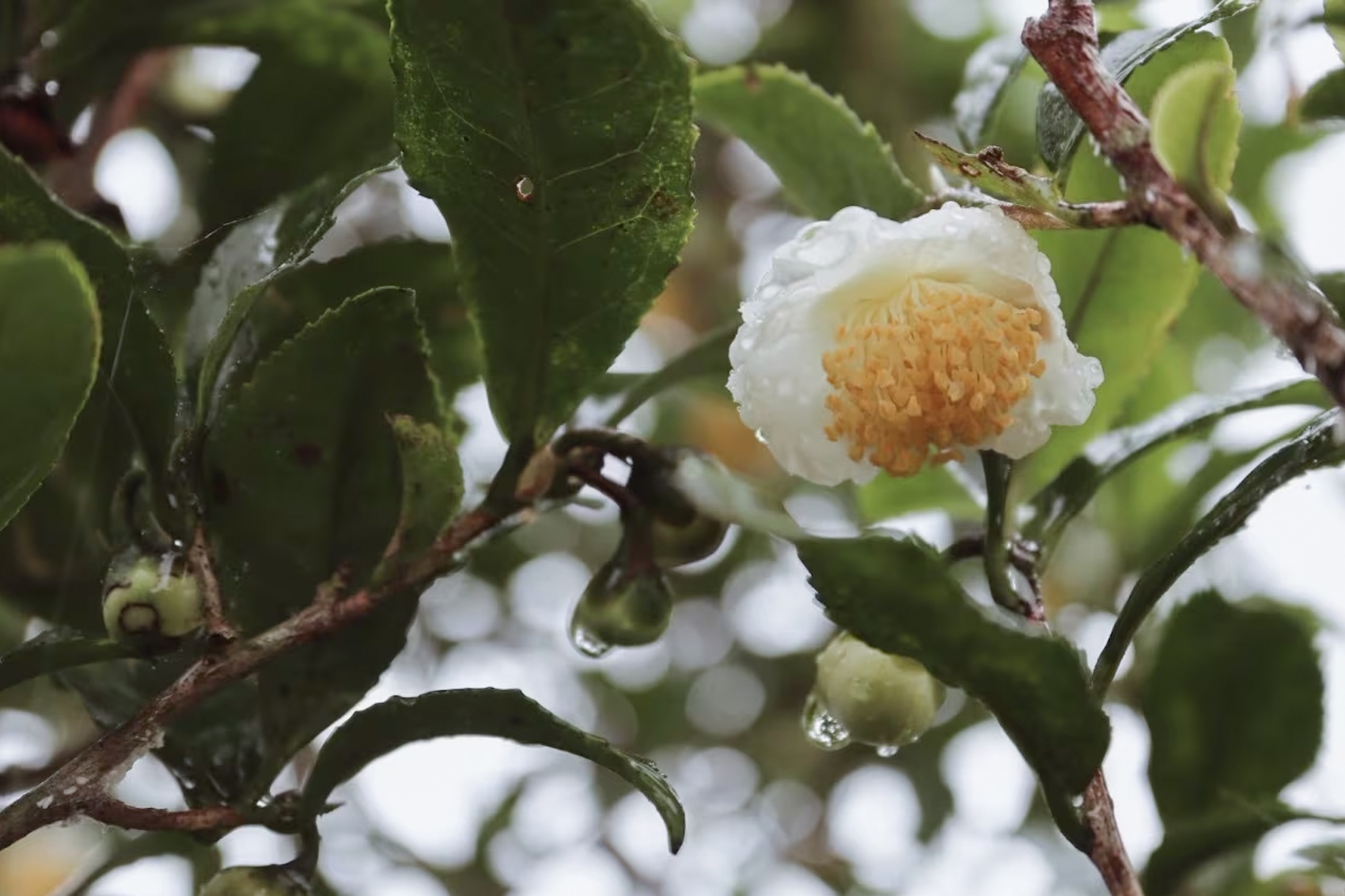 自然栽培の水出し緑茶 あお｜5g×7個