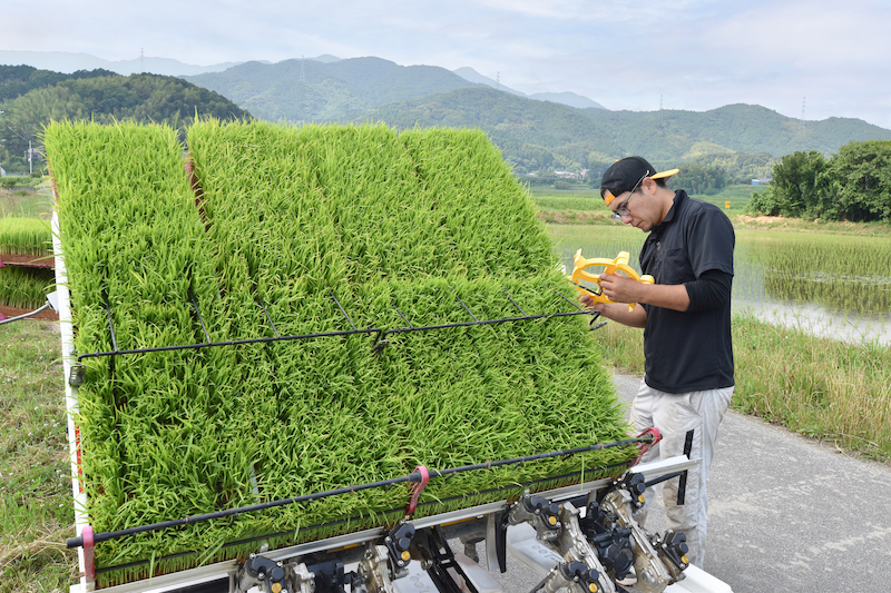 栽培期間中農薬不使用 「ひのひかり」 白米｜10kg
