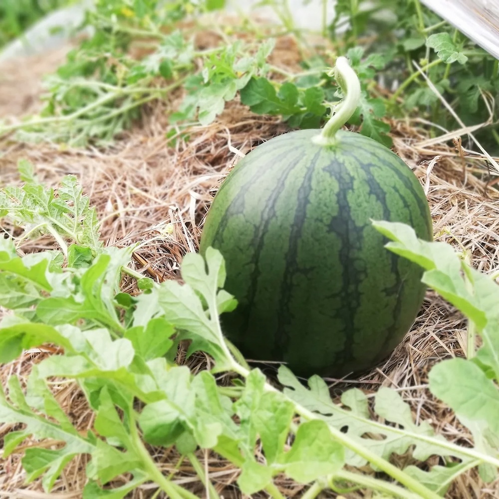 ＜再入荷待ち＞ 微生物栽培 スイカ