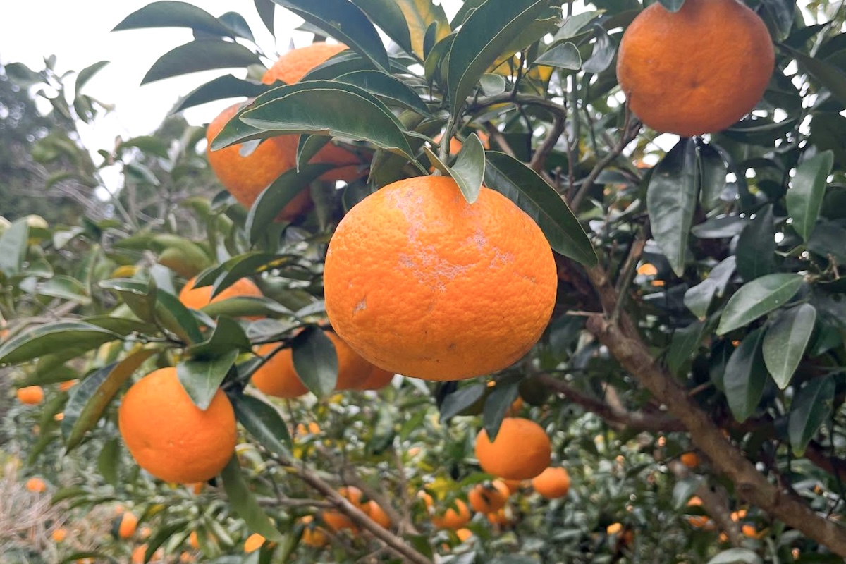 ＜再入荷待ち＞ 自然栽培 紅甘夏｜5kg