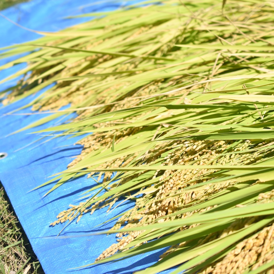 〈令和8年産〉自然栽培 「きぬむすめ」｜白米 4.5kg