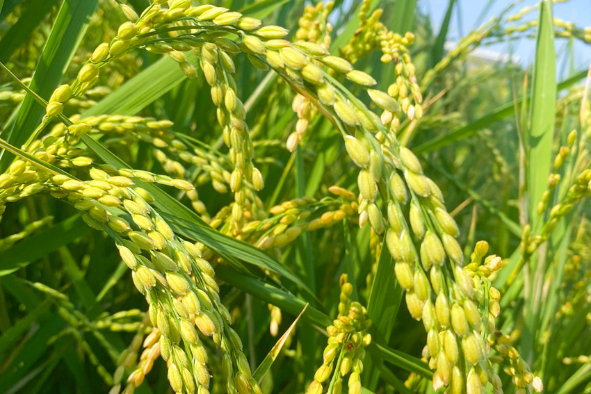 栽培期間中農薬不使用「元気つくし」 白米｜20kg