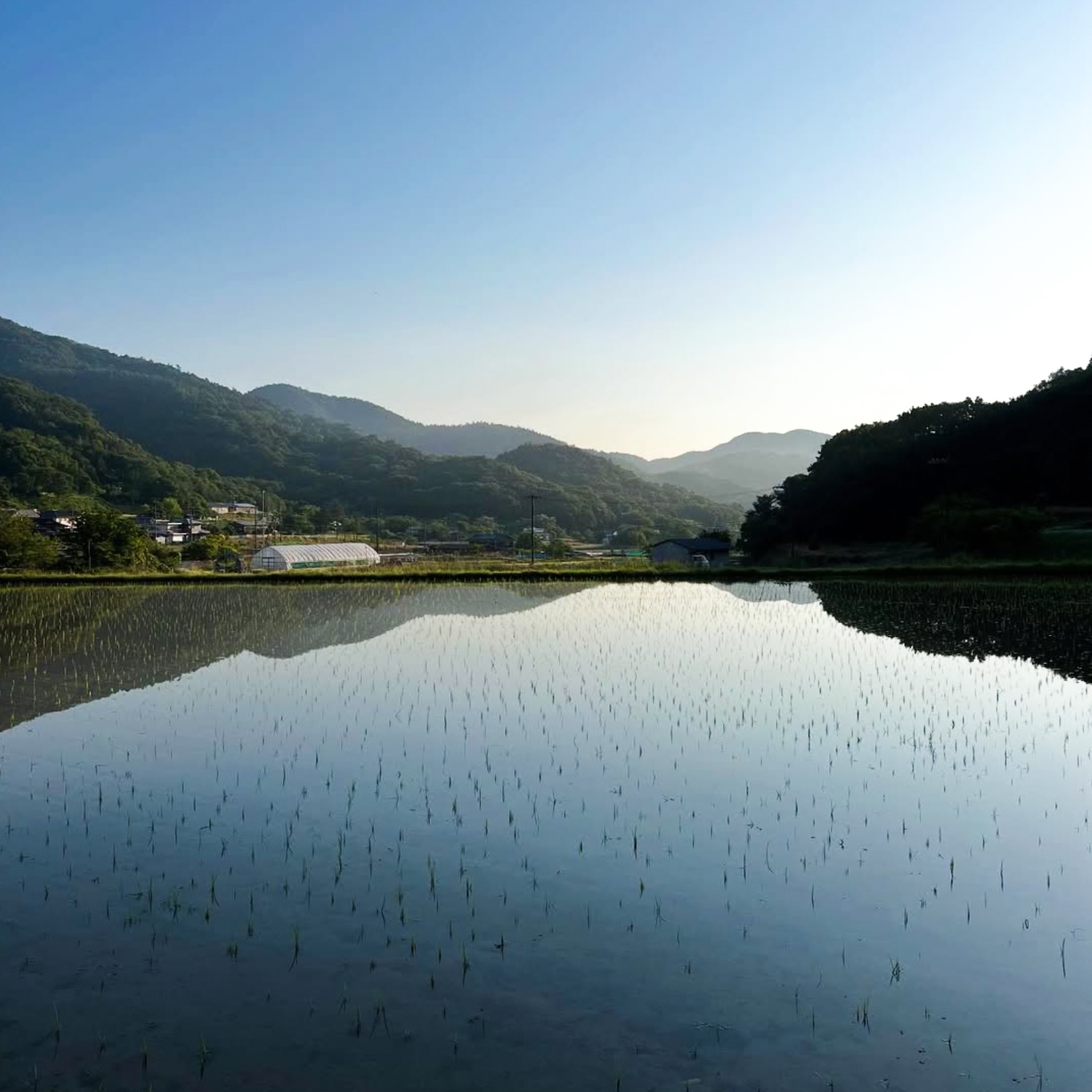 〈令和8年産〉自然栽培 「岡山朝日米」｜玄米 5kg