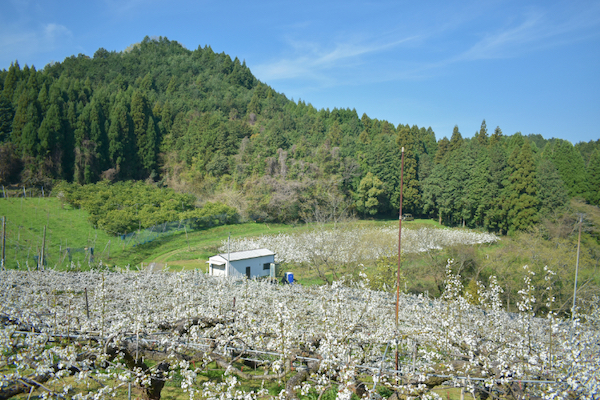 無添加 梨にんじんジュース｜2本