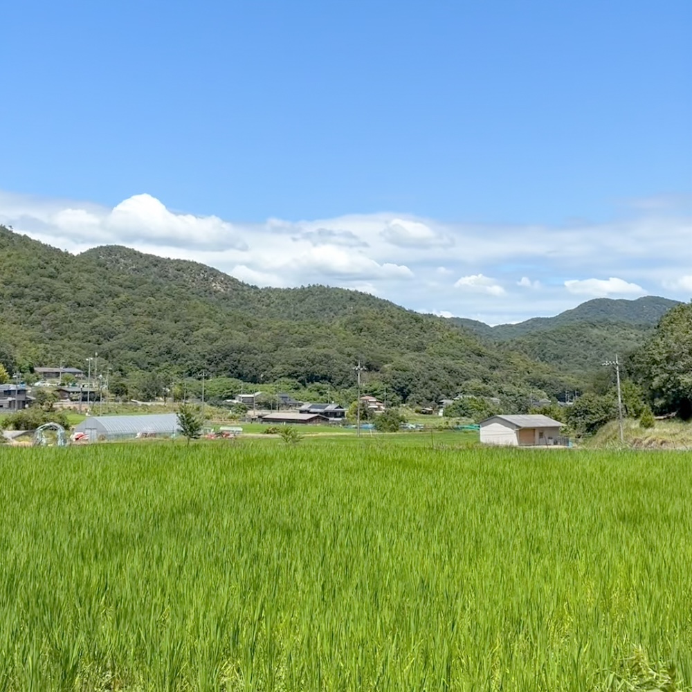 〈令和7年産〉自然栽培 「岡山朝日米」｜玄米 30kg