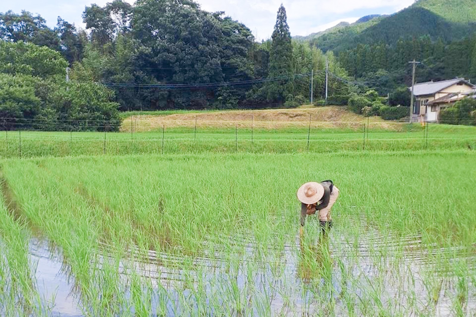 自然栽培 「にこまる」 白米｜10kg