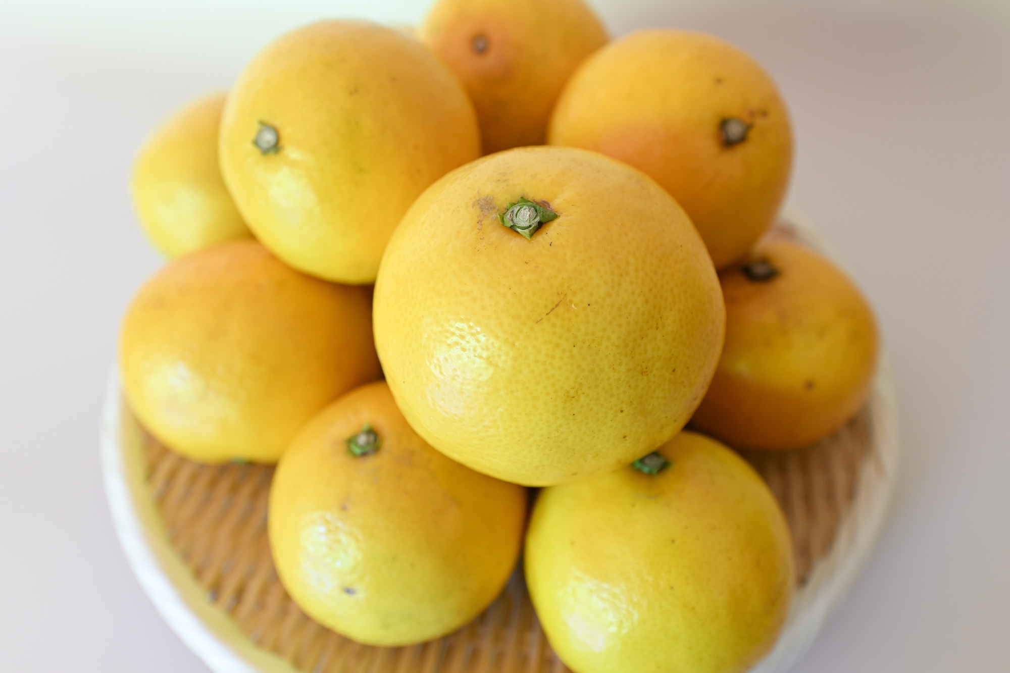 ＜再入荷待ち＞ 樹上完熟 日向夏｜5kg