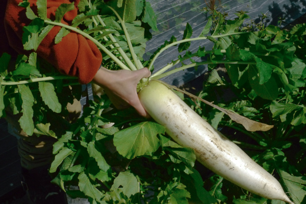 ＜再入荷待ち＞ 有機栽培 糸島の冬野菜セット｜Mサイズ