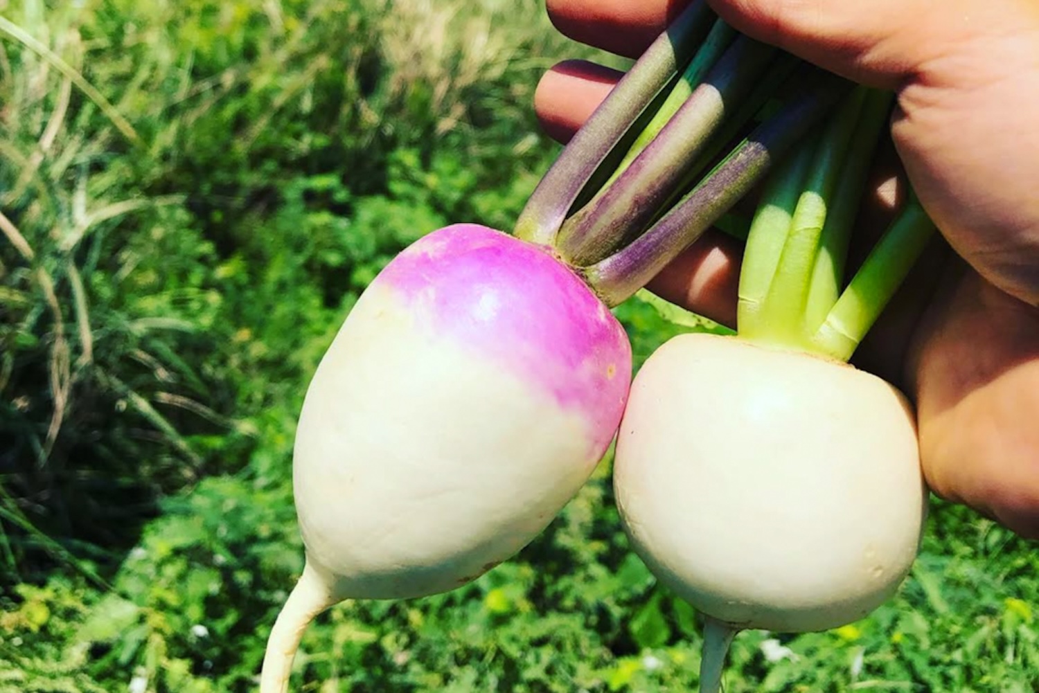 自然栽培 坊津の旬野菜セット｜S