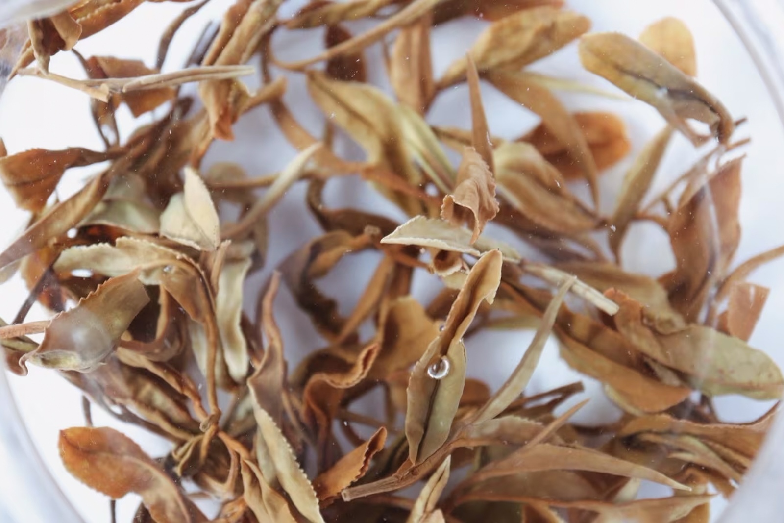 自然栽培の緑茶 ハレ｜ティーバッグ