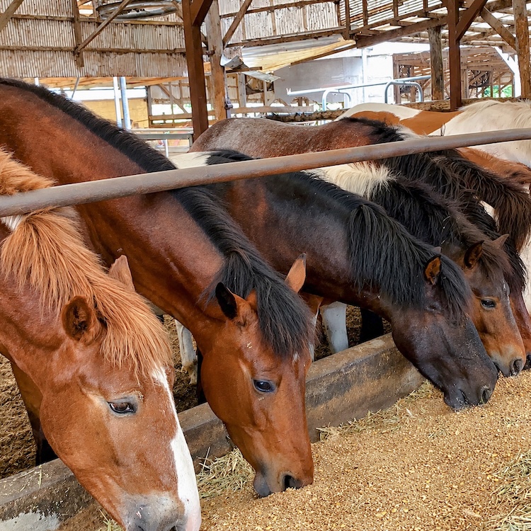 国産馬刺し 人気赤身3種食べ比べ｜300g 赤身・上赤身・特上