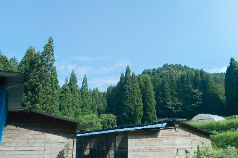 【ギフト】自然養鶏 平飼い卵 (有精卵) 「ほんまの卵」｜10個 × 2パック
