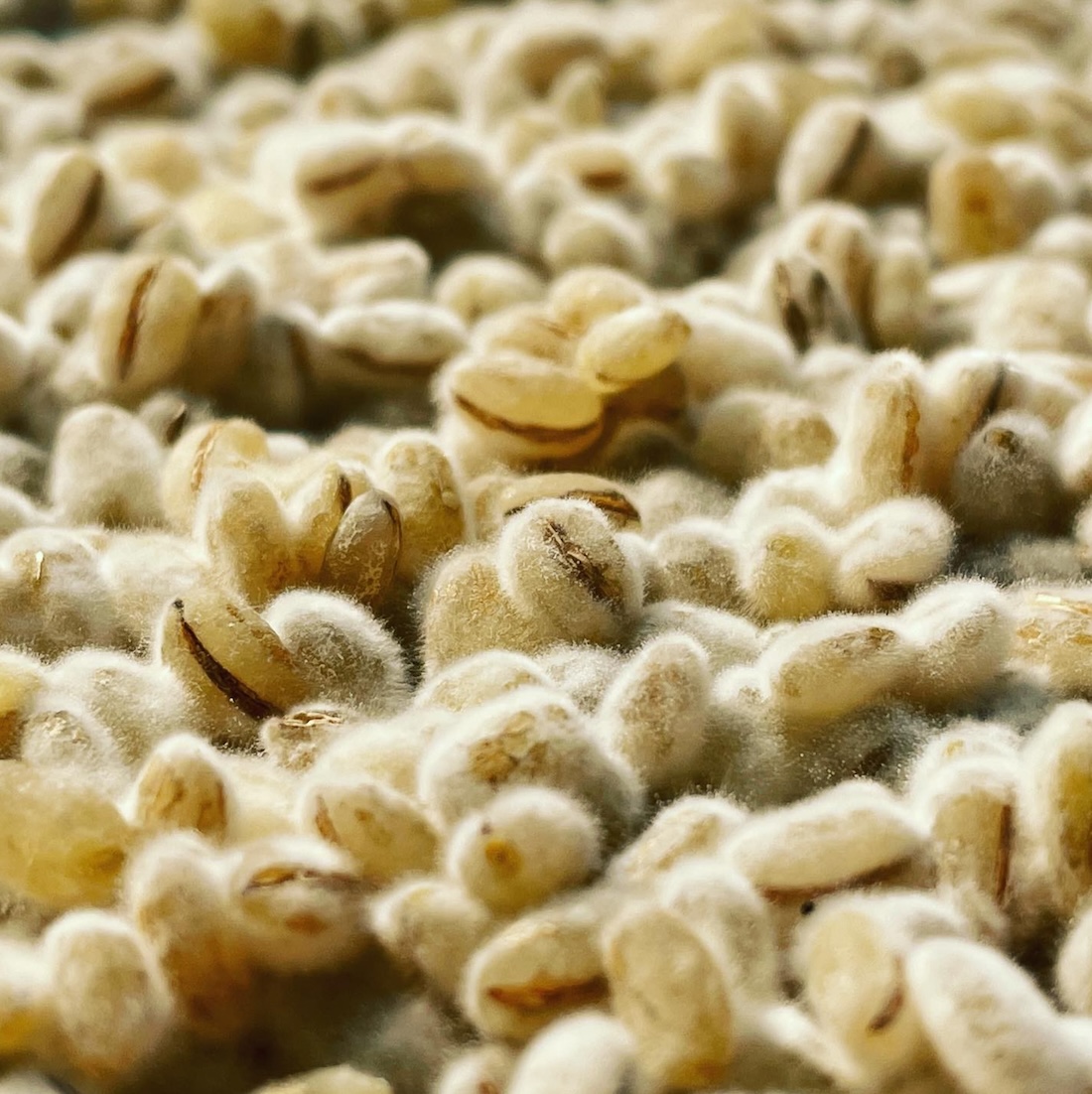 無添加・天然醸造 自然一麦味噌｜700g