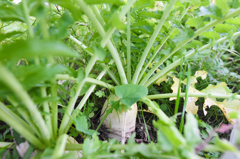 有機栽培 唐津の旬野菜セット