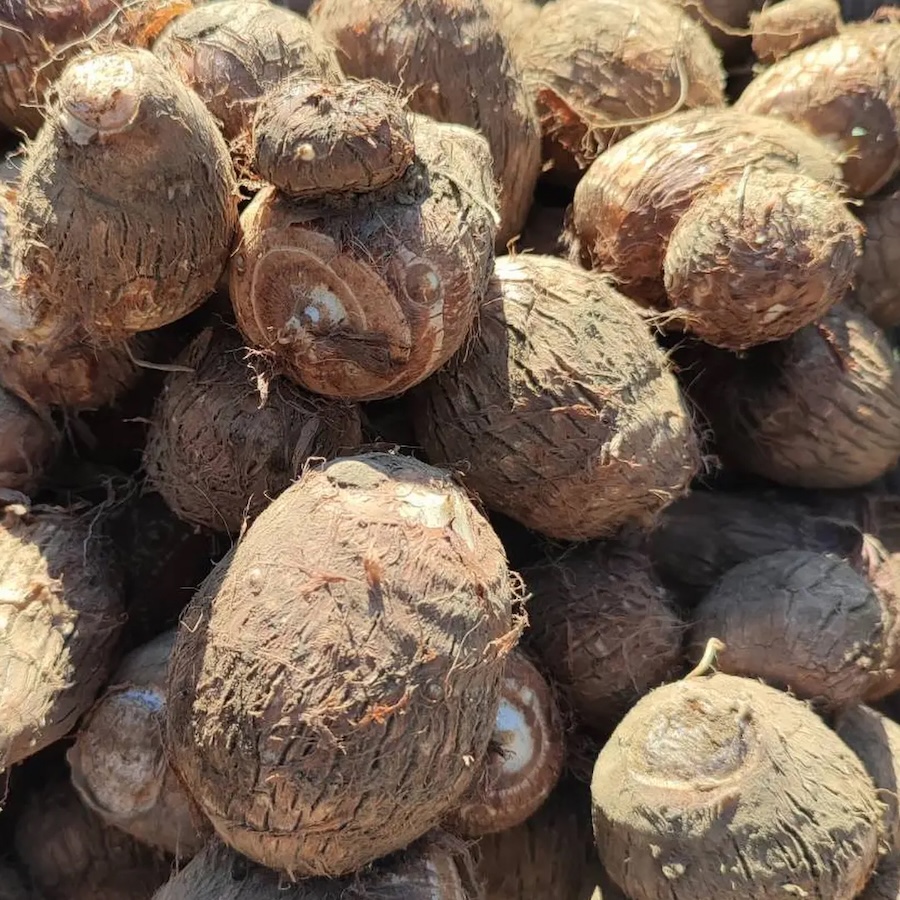 無化学肥料・無農薬栽培 里芋「だるま」｜1kg