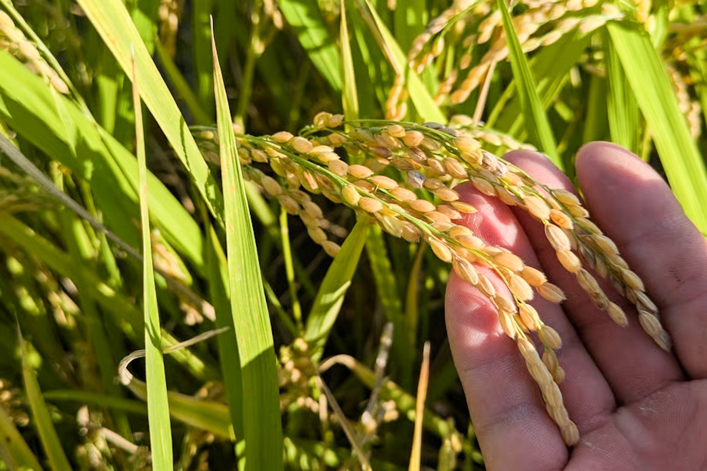 自然共生サイト米「夢しずく」 玄米｜10kg