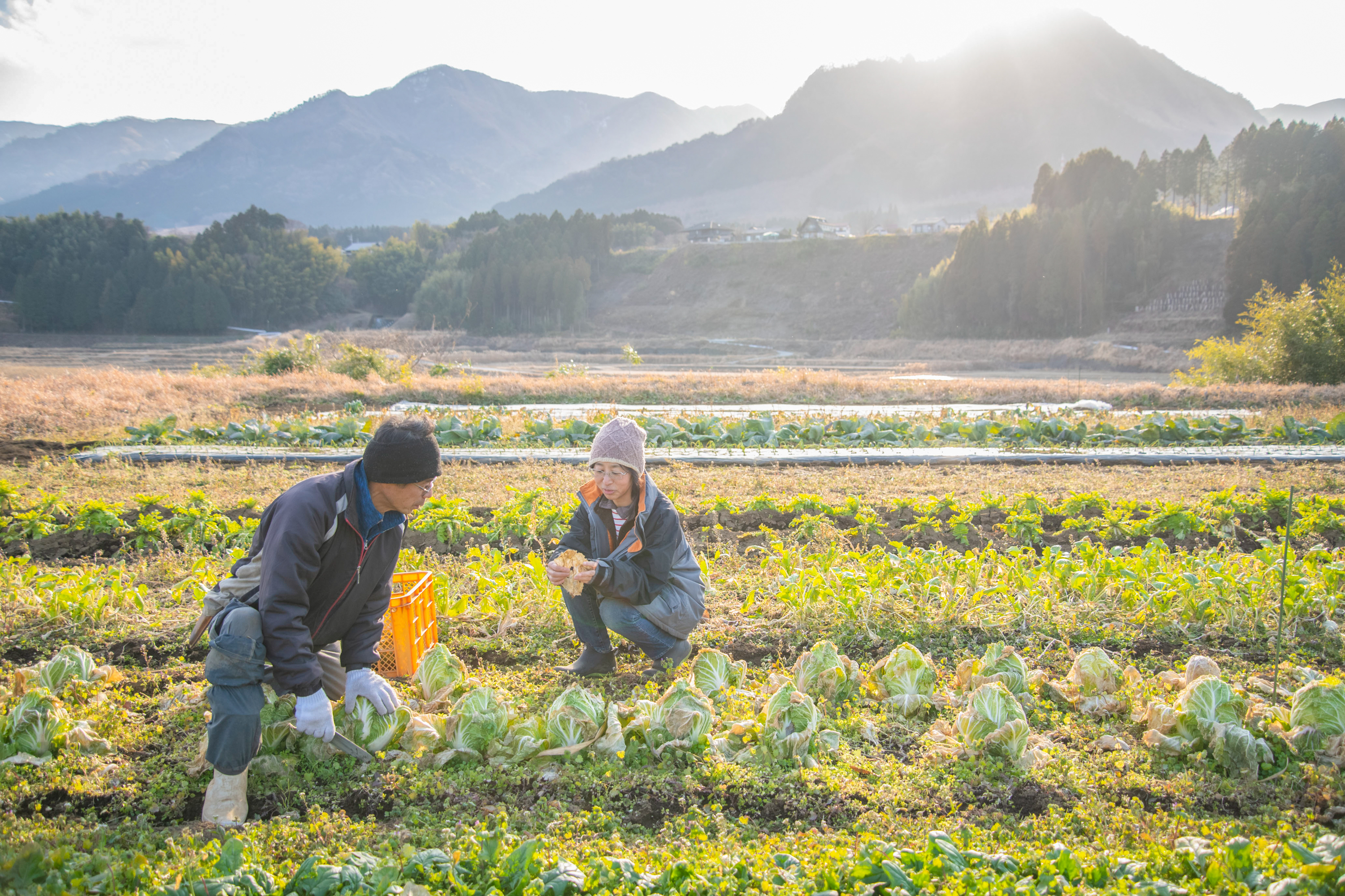 有機栽培 南阿蘇の旬野菜セット