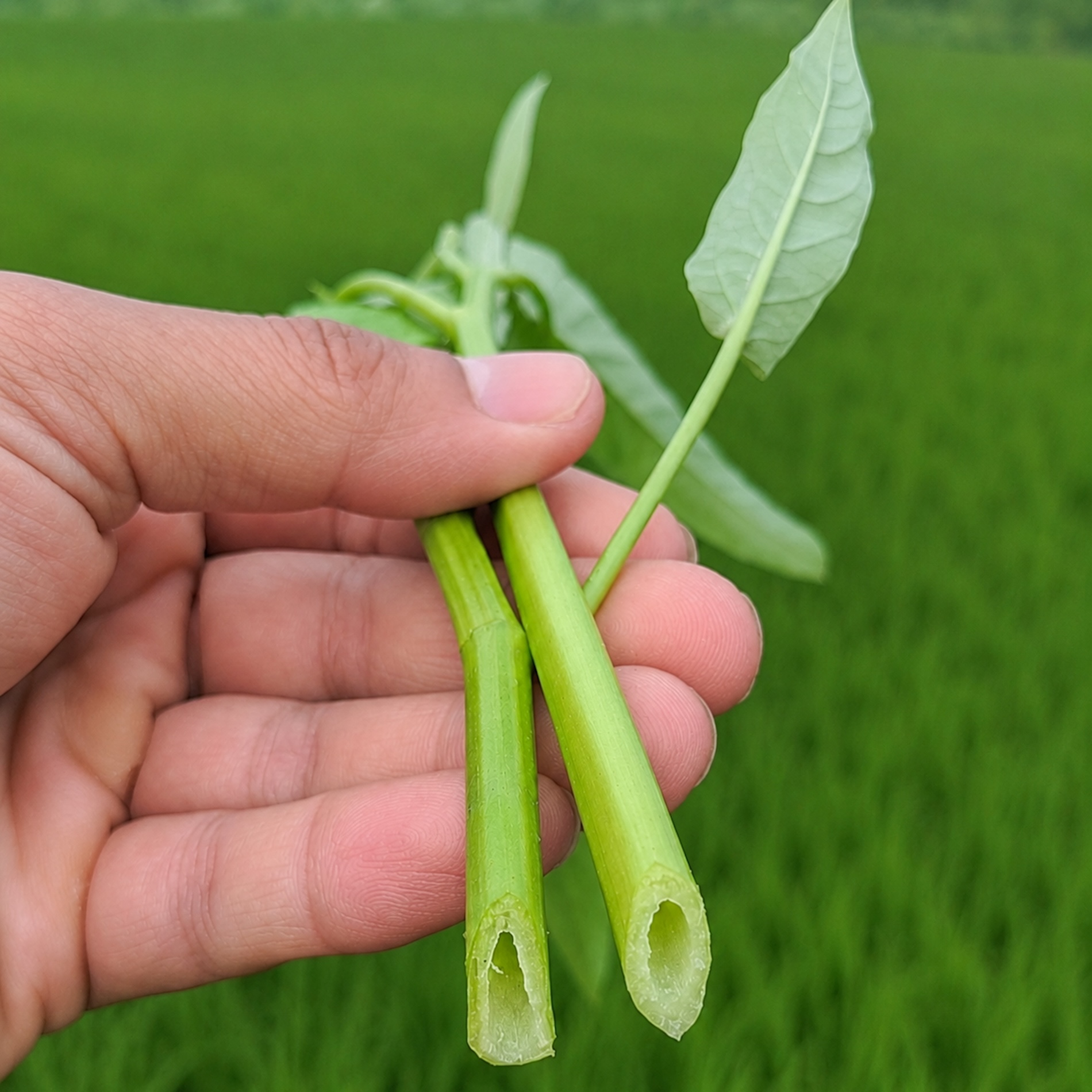 【月替わりおまかせ】旬の野菜の詰め合わせ VEGE BOX｜Mサイズ