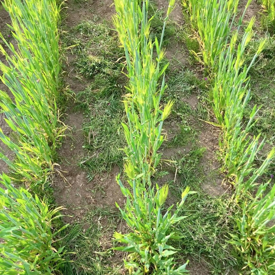 自然栽培 もちむぎ｜150g